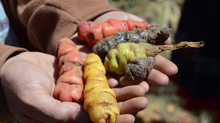 Potatoes are an essential crop for the isolated Viacha community. // © 2015 Valerie Chen