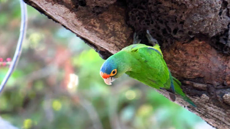 This colorful parakeet, found lounging at a beachside bar, is one of the many tropical birds living in Tamarindo. // © 2014 Nikki Gloudeman