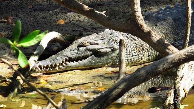 A mangrove swamp by Playa Tamarindo houses a lazy crocodile. // © 2014 Nikki Gloudeman