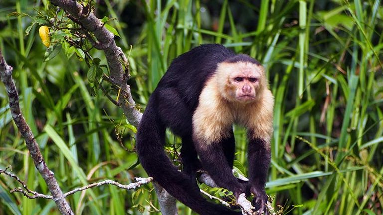 A capuchin monkey greets visitors during the operator's Gatun Lake Expedition. // © 2016 Zorianna Kit