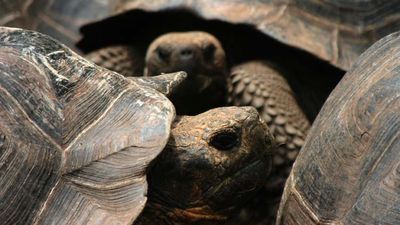 Galapagos tortoises, one of the longest-living animal species, lounge together in the Charles Darwin Research Station. // © 2013 Richard Lowe