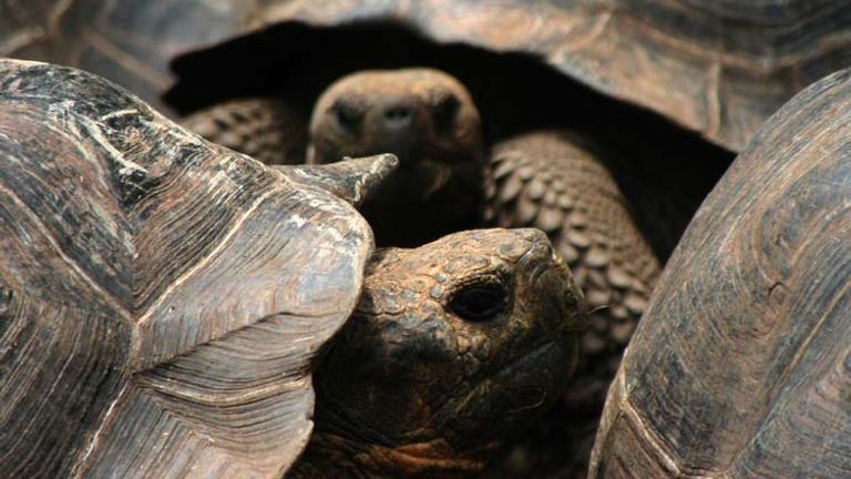 Galapagos tortoises, one of the longest-living animal species, lounge together in the Charles Darwin Research Station. // © 2013 Richard Lowe