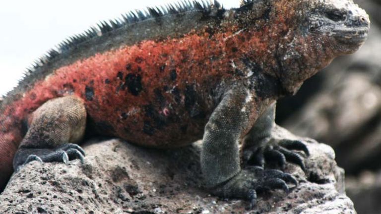 The marine iguana, unique to the Galapagos Islands, is the only lizard capable of living in the sea or on land. // © 2013 Richard Lowe