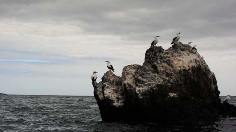 Masked boobies are commonly found on tropical islands and are considered fantastic divers. // © 2013 Richard Lowe F