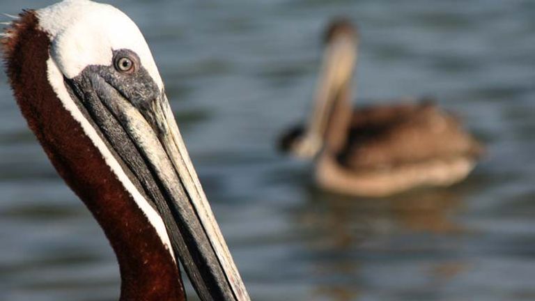 A brave Brown Pelican takes a break from the flock, just in time for a close-up. // © 2013 Richard Lowe