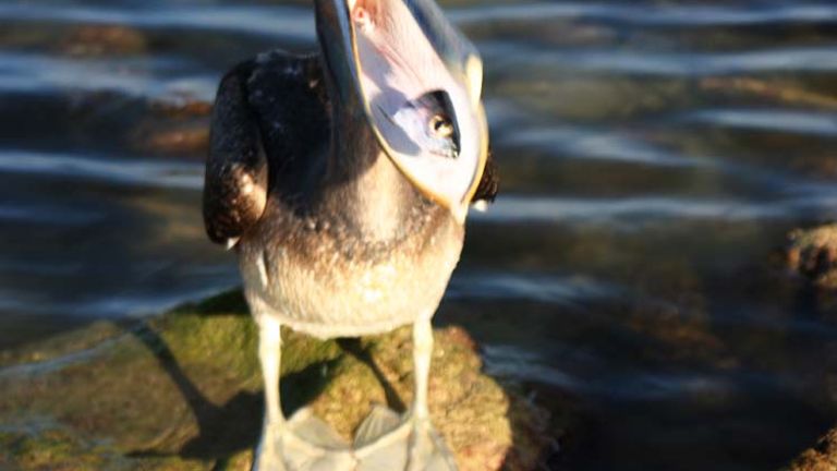 Brown Pelicans typically dive for live fish, but this fellow snagged a fish head from a nearby fisherman. // © 2013 Richard Lowe