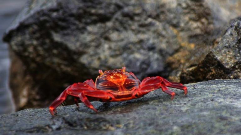 A semi-terrestrial Sally Lightfoot Crab scuttles back toward the water. // © 2013 Richard Lowe
