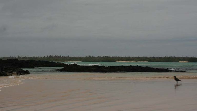 The pristine Tortuga Bay is accessible via water taxi or a 1.5 mile pathway from Puerto Ayora. // © 2013 Richard Lowe