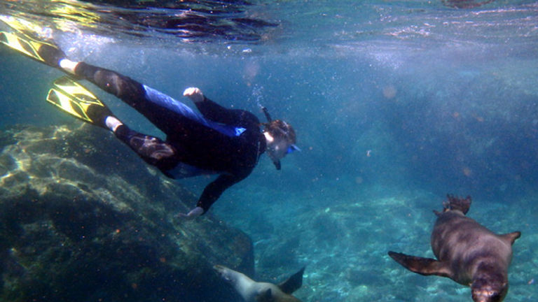 Interacting with wildlife is a hallmark of cruises in places such as the Sea of Cortez, Mexico. // © 2016 Un-Cruise