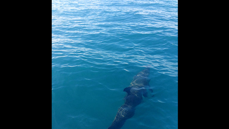 The Dolphin Watch & Enchanted Point excursion took our boat through warm Costa Rican waters for four hours in search of sea life. // © 2016 Michelle Juergen