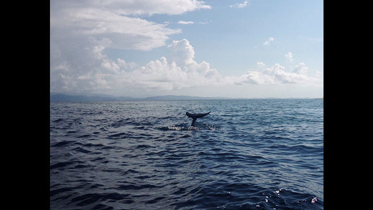 Dolphins swam alongside the small boat as our guide taught us about their biology, behavior and habits. // © 2016 Michelle Juergen