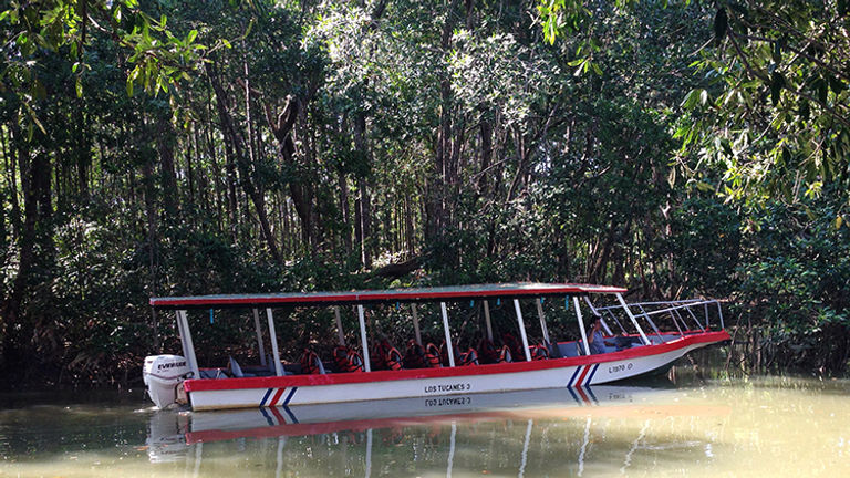 On the two-hour Mangrove Wildlife & Boat Cruise excursion, we spotted monkeys, crabs, bats, herons and a pygmy anteater. // © 2016 Michelle Juergen