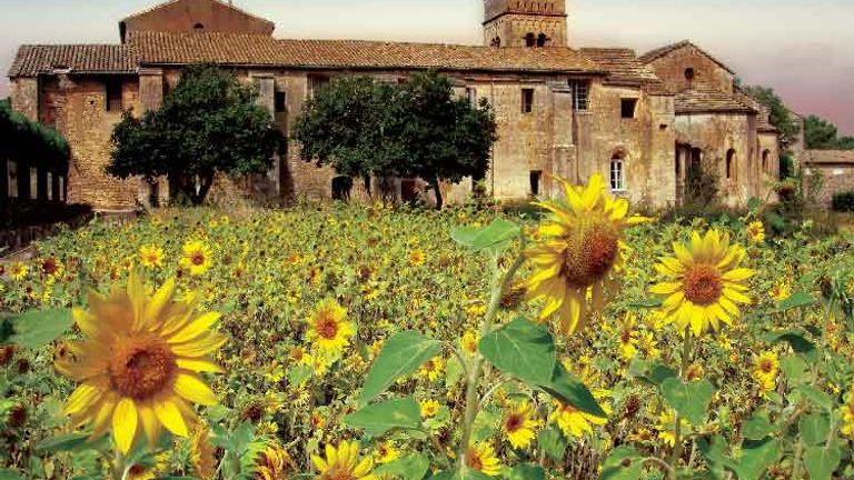 Sunflowers grow at the asylum in St. Remy where Van Gogh stayed and painted // © 2013 mythofthenorth
