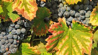 Bordeaux is one of France's beautiful river cities and is famous for its vineyards. // © 2015 iStock