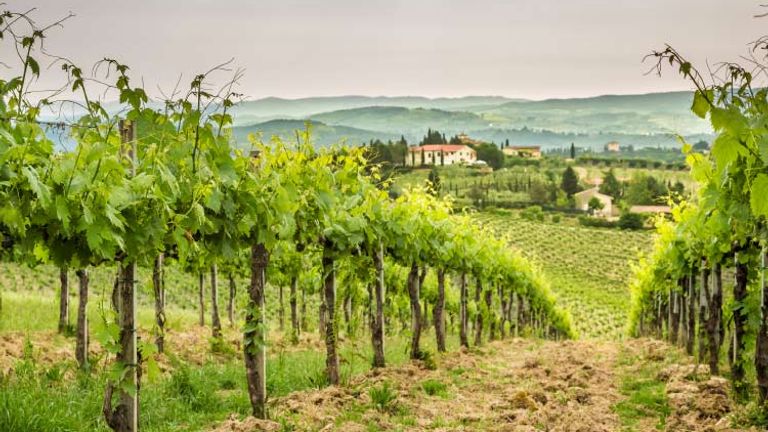 Enjoy a day in Bordeaux's vineyards. // © 2015 iStock