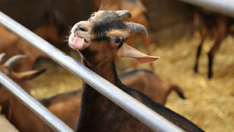 Viking River Cruises, along with other suppliers, takes visitors to farms for firsthand experiences. // © 2016 Mindy Poder