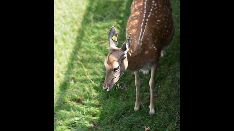 Fallow deer, which have lived in Rapperswil since 1871, graze in a well-tended park below Rapperswil Castle. // © 2018 Ben McBee