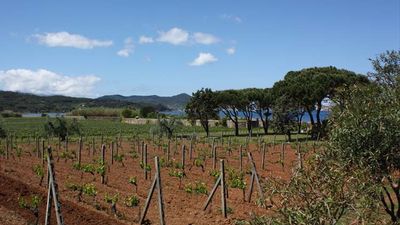 In Elba, visitors can enjoy Tuscany’s excellent regional wines with the added bonus of island weather and seaside panoramas. // © 2014 Mindy Poder