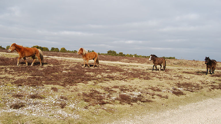 Horses roam freely in New Forest National Park. // © 2015 Melissa Karlin