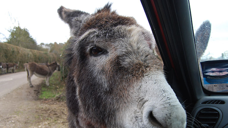 It's also common to encounter friendly donkeys while in New Forest. // © 2015 Melissa Karlin