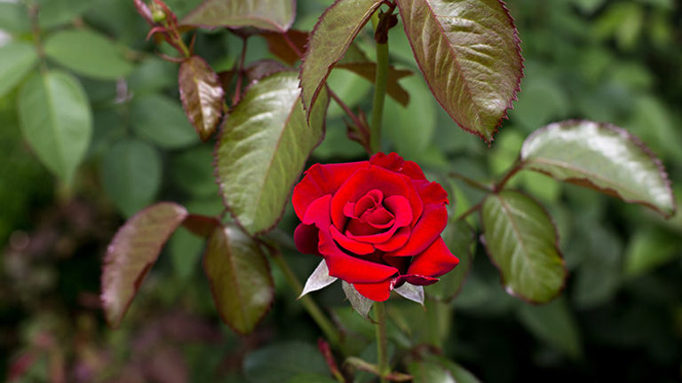 The rose gardens in Rapperswil are famous and even draw pilgrims to the International Centre of Fragrant Roses. // © 2018 Ben McBee