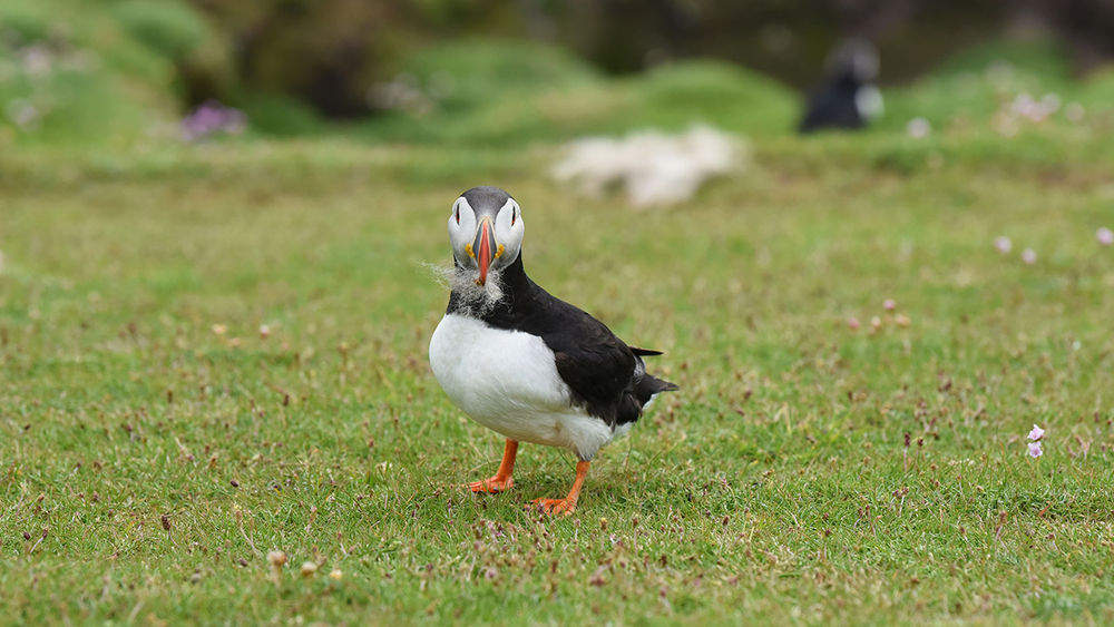 Getting 'Puffed' up about Puffins – Cruise Traveller