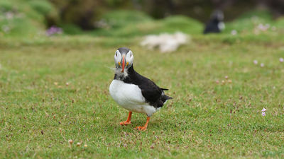 Observing Scotland's Atlantic Puffins on Fair Isle