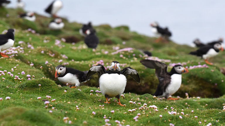 Getting 'Puffed' up about Puffins – Cruise Traveller