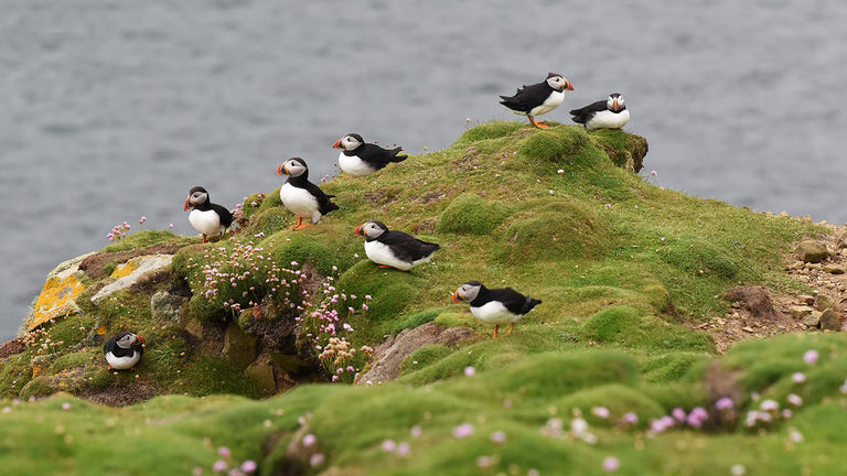 Getting 'Puffed' up about Puffins – Cruise Traveller