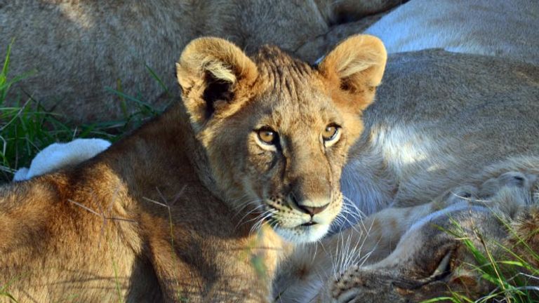 Lion at the Maasai Mara National Reserve, Honorable Mention, 2014 TravelAge West reader photo contest // © 2014 Mika Azeta