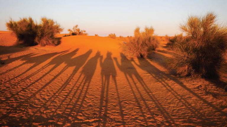 Camels in the Dubai Desert Conservation Reserve, Honorable Mention, 2014 TravelAge West reader photo contest // © 2014 Michael Costanzo