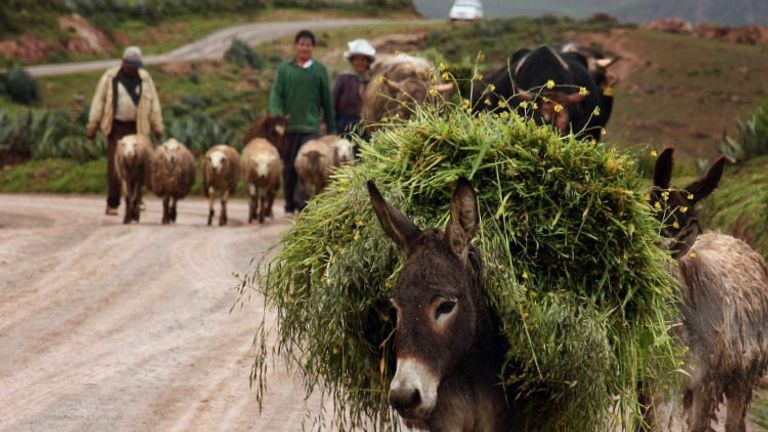 Donkey in Peru’s Sacred Valley, Honorable Mention, 2014 TravelAge West reader photo contest // © 2014 Michael Costanzo