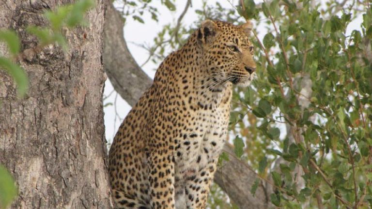 Jaguar during a morning game drive, Honorable Mention, 2015 TravelAge West reader photo contest // © 2015 Daniela Harrison