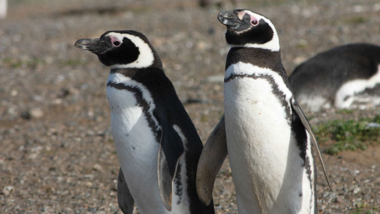 Cape Horn Chile, Honorable Mention, 2015 TravelAge West reader photo contest // © 2015 Steve Orens