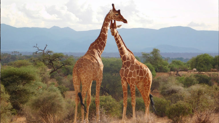 Giraffes in Kenya, Honorable Mention, 2016 TravelAge West reader photo contest // © 2016 Debbie Purdy
