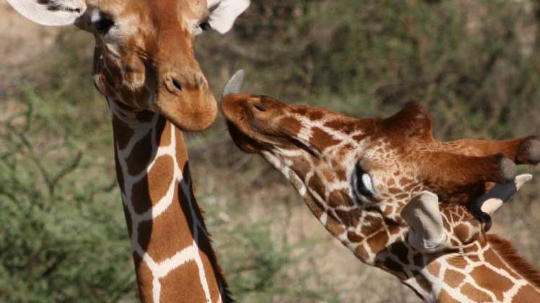 Giraffes in Samburu, Kenya, 2013 TravelAge West reader photo contest // © 2013 Judy Baker