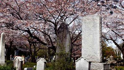 A unique graveyard, Aoyama Cemetery in Japan can serve as an unusual place to see the cherry blossoms while in bloom. // © 2017 Creative Commons user Jim O’Connell