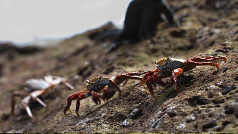 Endemic animals abound in the Galapagos Islands, including the bright-red Sally Lightfoot crabs. // © 2014 Thinkstock