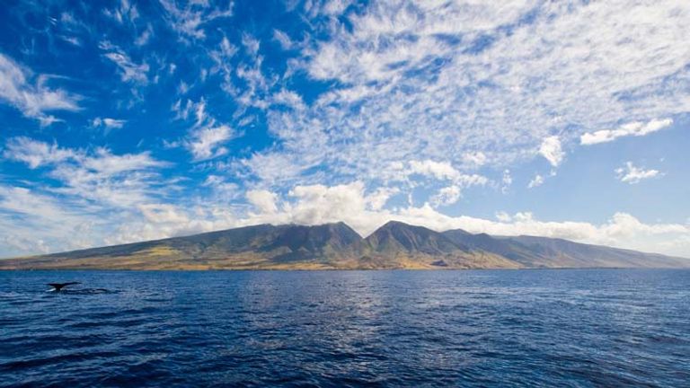 During the winter, spot humpback whales off the shores of Maui. // © HTA/Tor Johnson