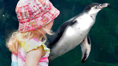 Seattle is a family-friendly destination with many appropriate attractions, such as Woodland Park Zoo. // © 2015 Woodland Park Zoo Penguin Window