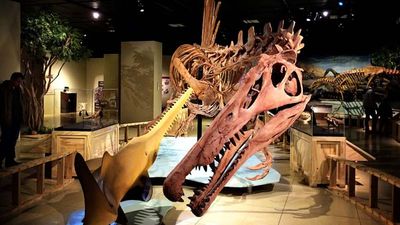 When visiting Washington, D.C., with children, consider visiting National Geographic Museum, where guests young and old are wowed by a colossal Spinosaurus model. // © 2015 Keryn Means