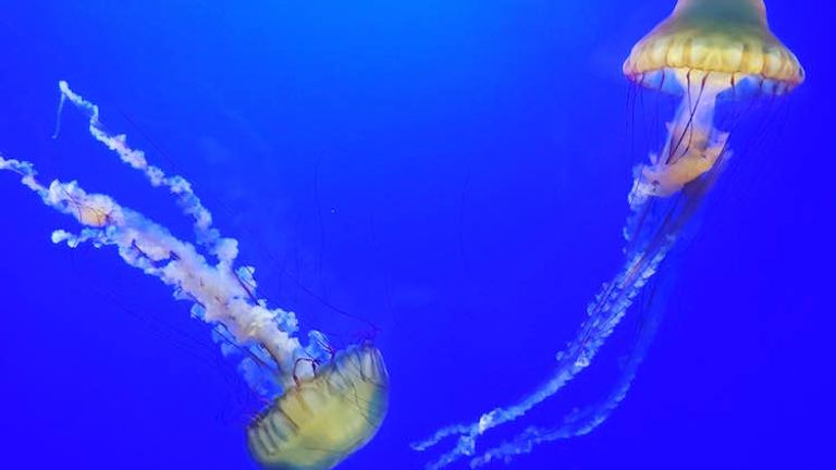 Kids can see sea animals up close at California Academy of Sciences. // © 2016 Chelsee Lowe