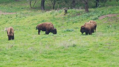 Among Golden Gate Park’s many sights is Buffalo Paddock, home to a handful of American bison. // © 2016 iStock