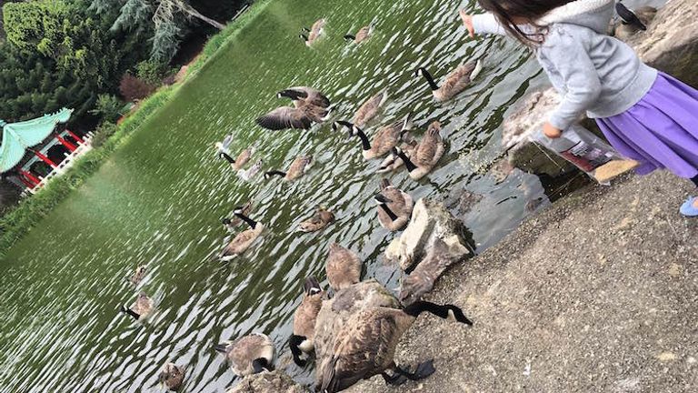 Stow Lake is home to ducks and geese and offers paddleboats and views of a waterfall. // © 2016 Chelsee Lowe
