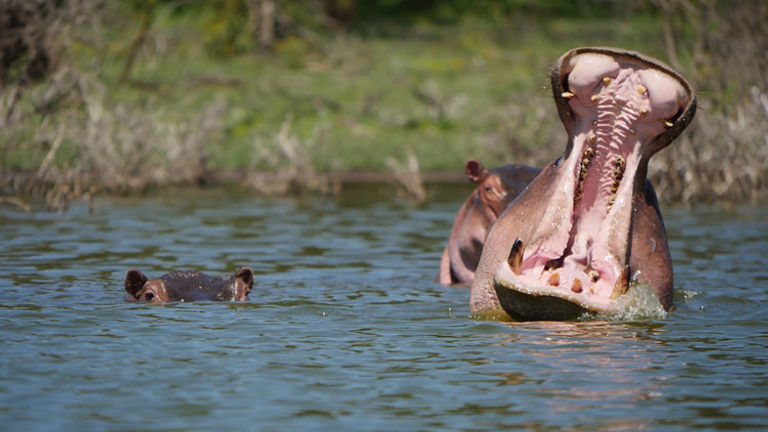 Groups take a boat ride to see hippos up-close. // © 2016 Sarah Pittard