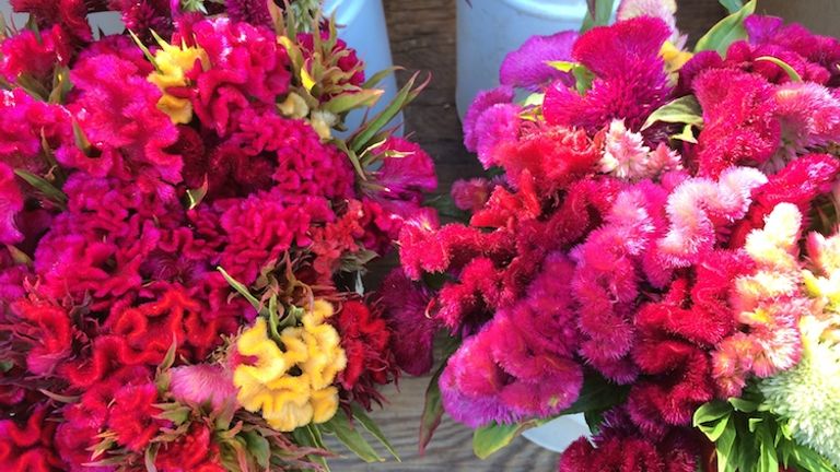 At Ojai’s Sunday morning farmers' market, visitors can spot lesser-known fruit, vegetable and flower varieties. // © 2014 Chelsee Lowe