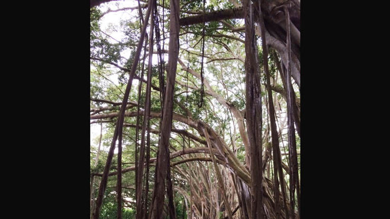 For a family-friendly activity on Oahu’s North Shore, take the kids to picnic or play under North Shore’s giant banyan tree, located just behind Kawela Bay. // © 2014 Chelsee Lowe