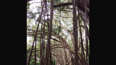 For a family-friendly activity on Oahu’s North Shore, take the kids to picnic or play under North Shore’s giant banyan tree, located just behind Kawela Bay. // © 2014 Chelsee Lowe