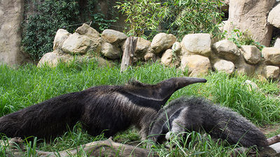 The Santa Barbara Zoo in California is home to 146 species, including giant anteaters. // © 2015 Melissa Karlin
