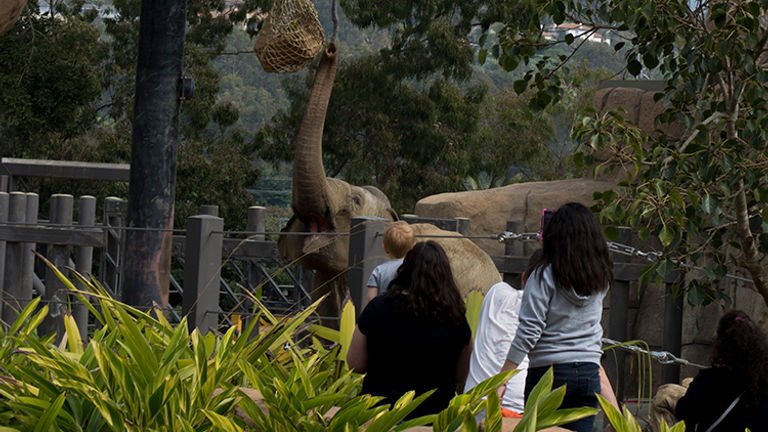 Asian elephants Sujatha and Little Mac have called the zoo home since 1972. // © 2015 Melissa Karlin